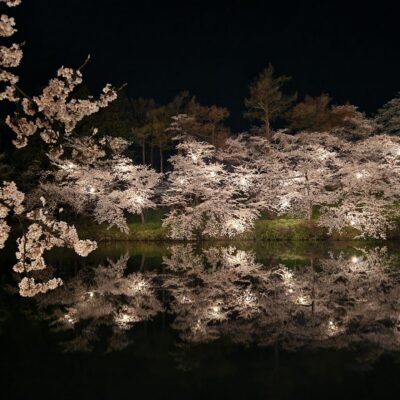 日本三大夜桜 サムネイル